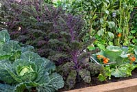 Kale 'Kalibos' growing between cabbages 'Serpentine' and 'Red Jewel.