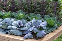 Cabbage 'Serpentine' growing between Cabbage 'Red Jewel and Kale 'Kalibos.