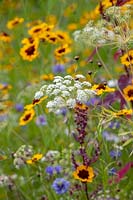 Ammi majus - Bullwort in pictorial meadow classic mix wildflowers