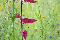 Atriplex hortensis var. rubra - Red mountain spinach in a wildflower meadow