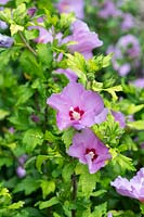 Hibiscus syriacus 'Lenny' - Rose of Sharon 'Lenny'