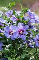 Hibiscus syriacus 'Marina' - Rose of Sharon 'Marina'