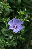 Hibiscus syriacus 'Oiseau Bleu' - Rose of Sharon 'Oiseau Bleu'