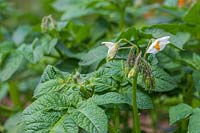 Solanum tuberosum 'Ulster Prince' - Potato 'Ulster Prince'