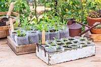 Wildflower seedlings growing in Bio pots.