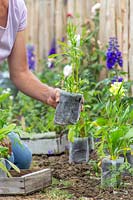 Woman placing biodegrable pots with wildflower seedlings in border prior to planting.