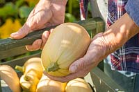 Woman placing newly harvested Butternut Squash 'Harrier' in wooden trug