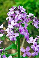 Hesperis matronalis - Dame's violet