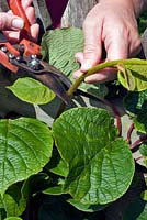 Person pruning and cutting back Actinidia deliciosa - Kiwi fruit 