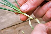 Person removing the lower leaves of cutting - propagation of Dianthus 'Laced Monarch'
