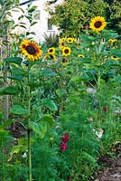 Helianthus annus - Sunflowers and cutflower Ammi visnaga - Toothpick - in an ornamental kitchen garden.
