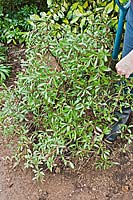 Person transplanting a shrub Drimys lanceolata - Mountain Pepper.
