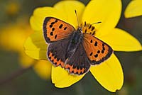Lycaena phlaeas - Small copper Butterfly on a Bidens flower. 