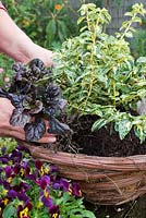 Person planting Ajuga reptans 'Caitlin's Giant' into basket next to Euonymus fortunei 'Golden Harlequin'