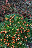 Solanum pseudocapsicum - Winter Cherry in front of trained Cotoneaster horizontalis - Wall Spray