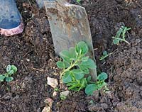 Person chopping in green manure into a vegetable plot. 