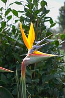 Strelitzia reginae - Bird of Paradise