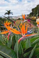 Strelitzia reginae - Bird of Paradise flower in Funchal, Madeira