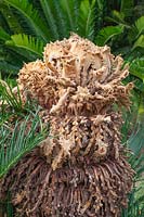 Cycas revoluta - Sago palm flower