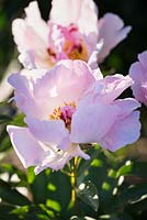 Paeonia lactiflora 'Pink Dawn'