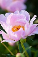 Paeonia lactiflora 'Nymphe'