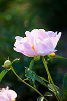 Paeonia lactiflora 'Nymphe'