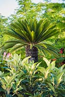 Cycas revoluta, cycad - Japanese sago palm in the B and Q Bursting Busy Lizzie Garden at RHS Hampton Court Palace Garden Festival Show 2018