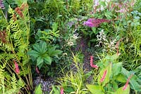 Gravel path surrounded by Astilbe purpurlanze, Carex muskingumensis and Rodgersia. The South West Water Green Garden at RHS Hampton Court Palace Flower Show 2018 