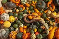 An abundance of different varieties of harvested Pumpkins, Squash and Gourds, including Cucurbita pepo 'Autumn Wings', Turban Squashes, Gourd 'Lunch Lady', Pattypan squash, Crookneck squash, Acorn squash, Pumpkin 'Jack Be Little', Red Kuri squash, Sweet Dumpling squash, Straightneck squash and Gourd Koshare Yellow Banded