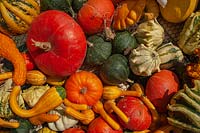 A display of different varieties of harvested Pumpkins, Squash and Gourds, including Japanese kabocha squash, Pumpkin 'Rouge vif d'Etampes', Gourd Koshare Yellow Banded, Crookneck squash, Cucurbita pepo 'Ten Commandments' and Pumpkin 'Jack Be Little'