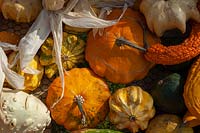 A display of different varieties of harvested Pumpkins, Squash and Gourds, including Pattypan squash, Golden Crookneck squash, Cucurbita pepo 'Ten Commandments' and others.