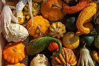 A display of different varieties of harvested Pumpkins, Squash and Gourds, including Pattypan squash, Crookneck squash, Cucurbita pepo 'Ten Commandments' and others.