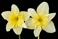 Narcissus 'Bella Estrella' - Daffodils - Split-corona: Collar  