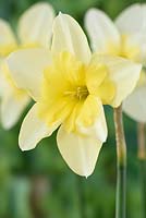 Narcissus 'Bella Estrella' - Daffodil - Split-corona: Collar  