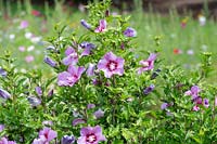 Hibiscus syriacus 'Maike' - Rose of Sharon 'Maike'