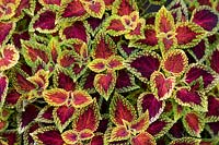 Solenostemon 'Red dwarf' - Coleus 'Red Dwarf'