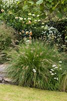 Pennisetum orientale - Oriental Fountain Grass - an ornamental tufted perennial grass with bristly, brown panicles.
