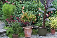 Punica granatum var nana - Dwarf pomegranate growing in a pot, surrounded by dahlias, sedum and Canna leaves.