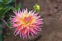 Dahlia 'Skipley Grande' - Cactus Dahlia