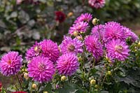 Dahlia 'Merope'