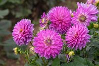 Dahlia 'Merope'