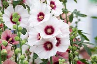 Alcea rosea 'Halo blossom' -  Hollyhock 'Halo blossom' flower