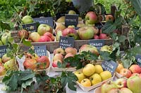 Malus Domestica - Autumn apple display at Daylesford Organic farm shop autumn festival. Varieties include: 'Scotch Bridget', 'Howgate Wonder', 'Mother' and 'Bramley'