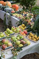 Malus Domestica - Autumn apple display at Daylesford Organic farm shop autumn festival