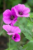 Geranium 'Psilostemon' - Armenium cranesbill 