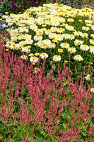 Leucanthemum 'Real Charmer' - Shaster Daisy and Persicaria 'Superba' 