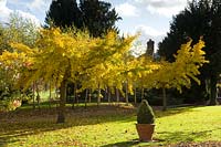Tree showing autumnal colour at Chippenham Park, Cambridgeshire, UK. 