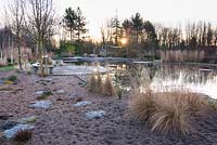 Natural swimming pool surrounded by grasses, willows and Cornus. Ellicar Gardens, Doncaster, UK.