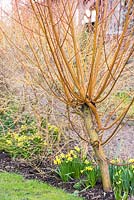 Salix alba var. vitellina 'Britzensis' - Coral Bark Willow