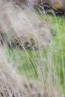 Deschampsia cespitosa 'Bronzeschleier' - Tufted Hair Grass 'Bronzeschleier'